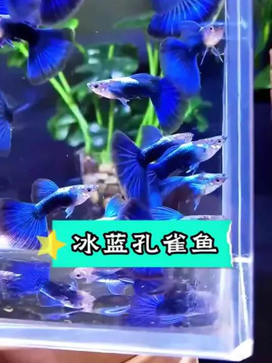 大冰蓝种鱼超棒!母鱼带肚 孔雀凤尾观赏鱼美翻