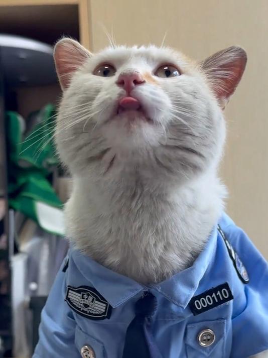 流浪猫闯入派出所大厅“报案”：系小奶猫被困，已被警方收编