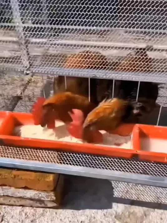 家用养鸡笼子,户外专用,各地适用的养殖好物