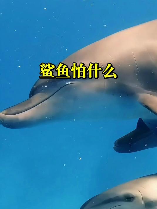 你知道鲨鱼最害怕什么吗?