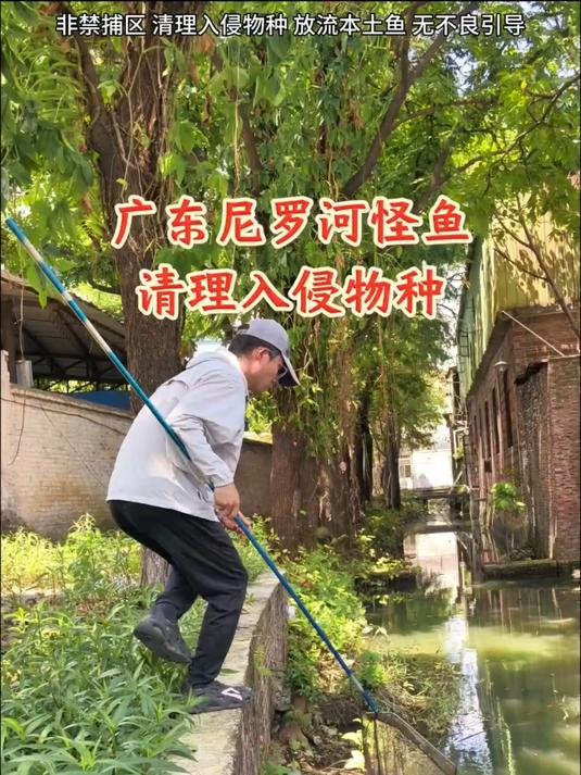 清理入侵物种 很多奇怪的观赏鱼在广东尼罗河
