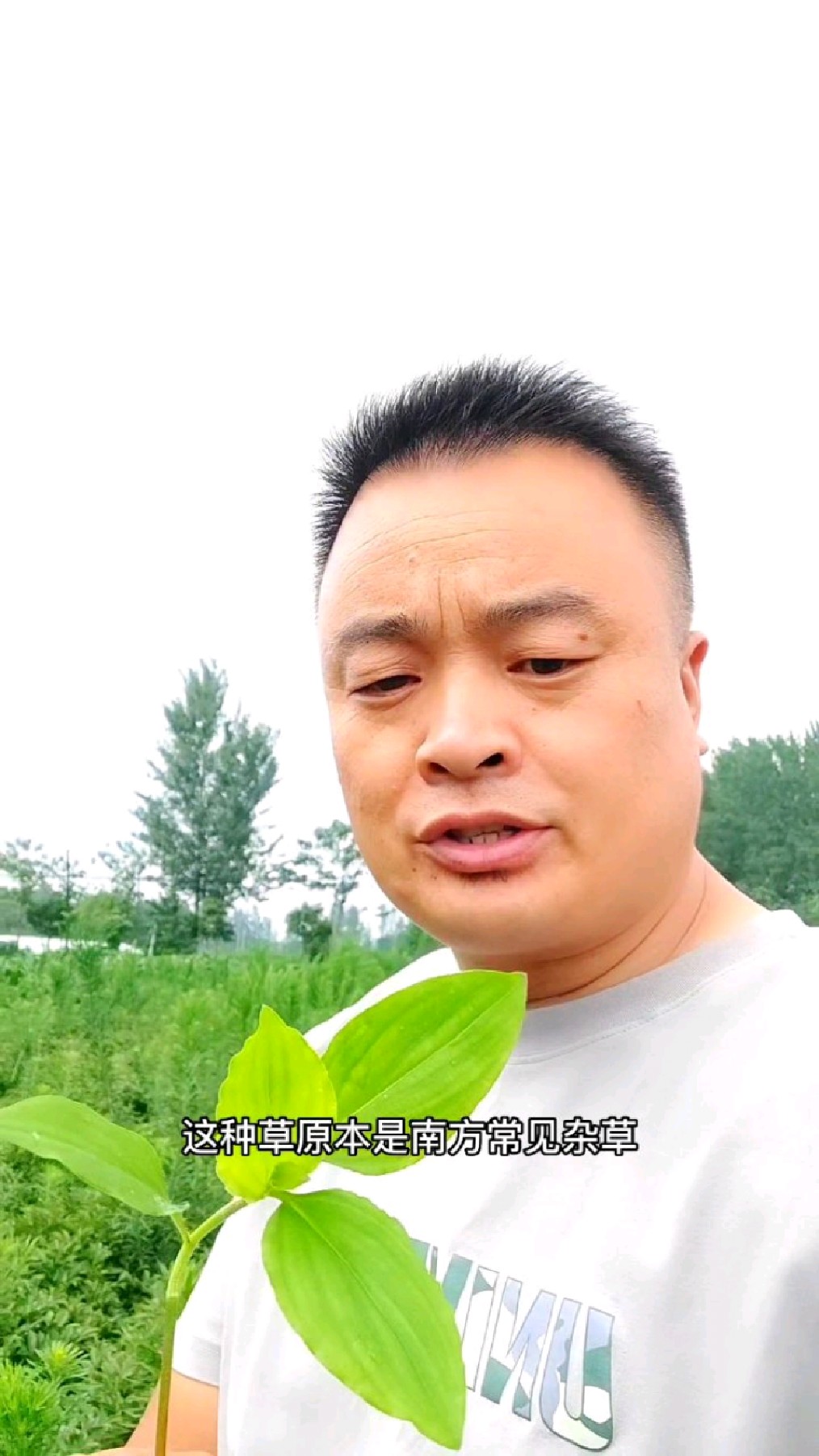 鸭跖草(水草)咋防治?