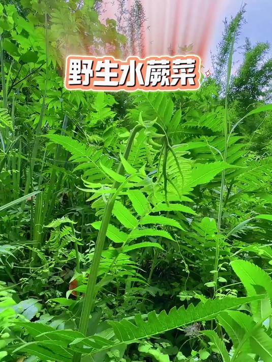 野生水蕨菜