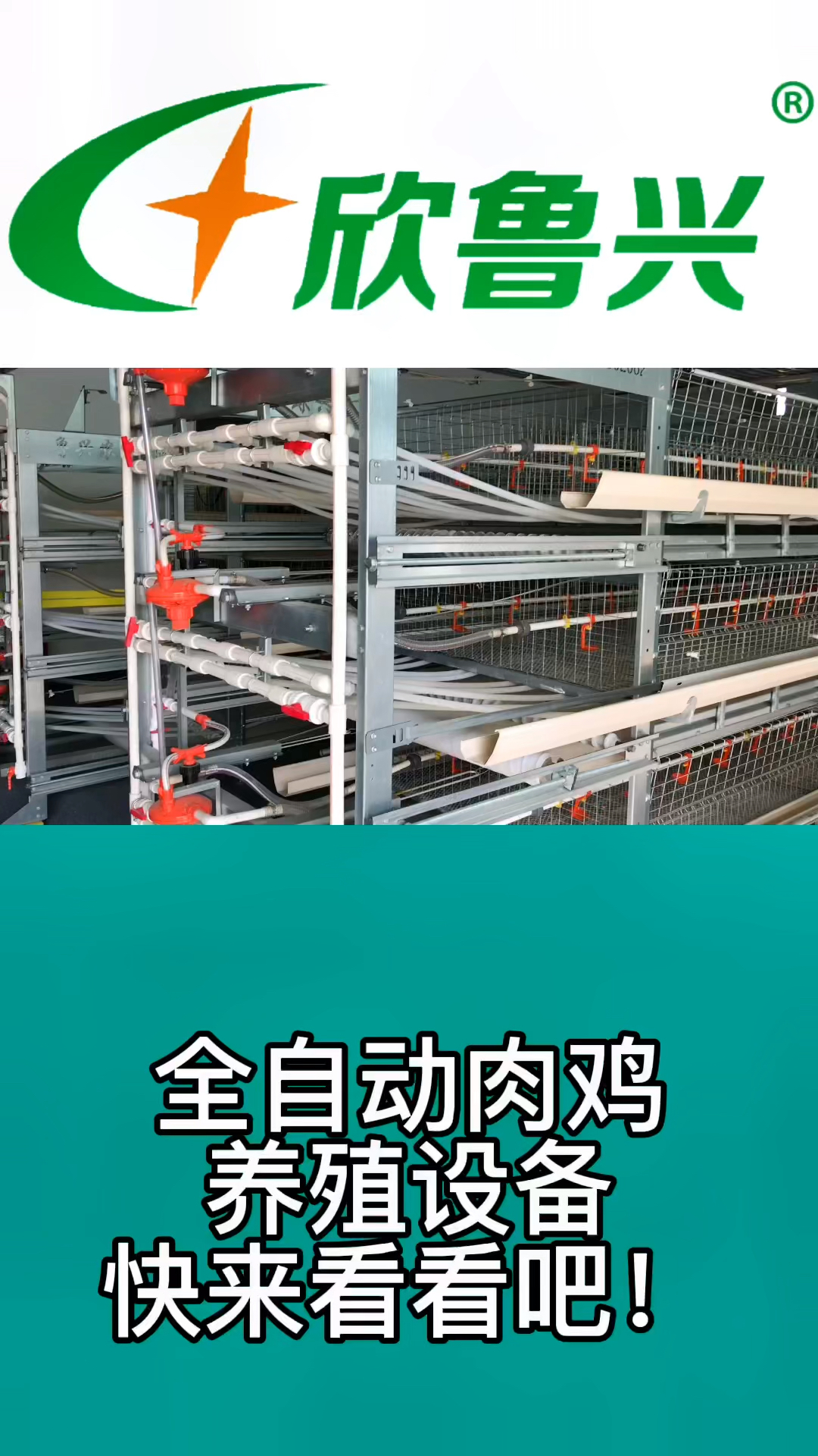 全自动肉鸡养殖设备