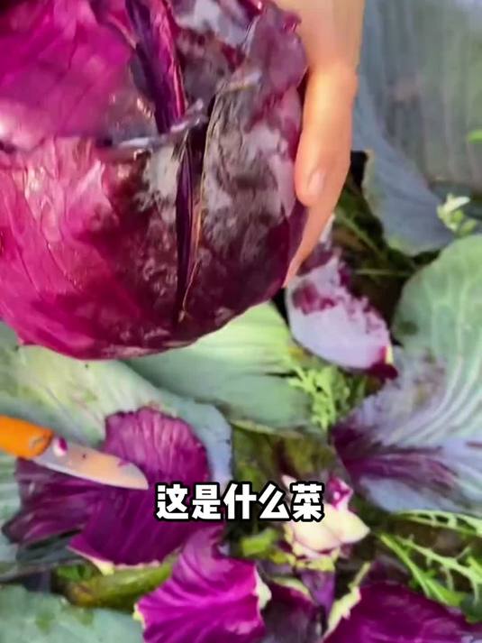 这些常见的蔬菜品种你都认识吗？