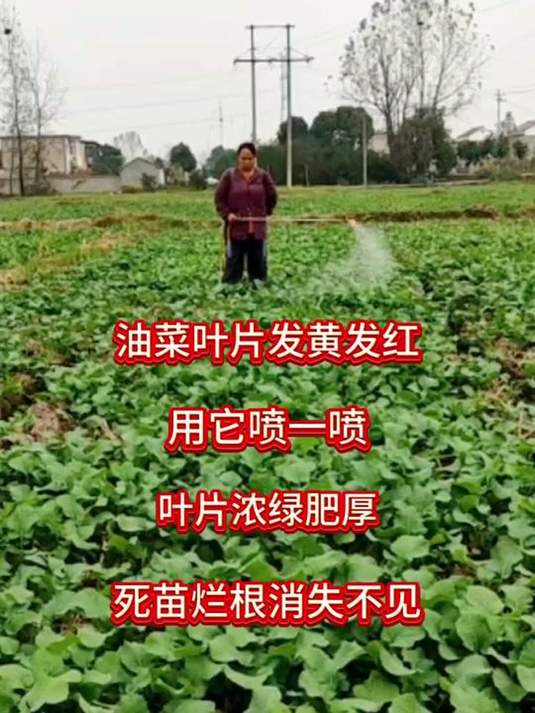 油菜叶片发黄发红咋办?喷它,黄叶红叶烂根不见,高产