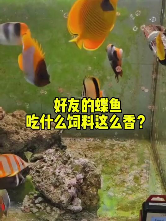 好友的蝶鱼吃什么饲料吃的