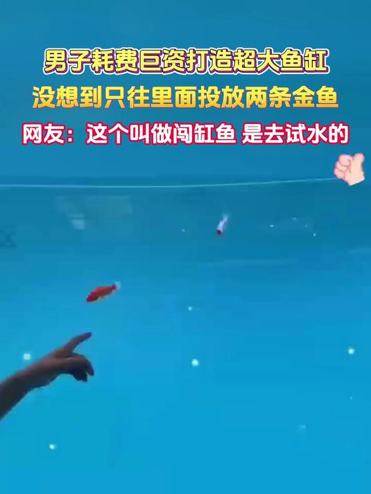 男子耗费巨资打造超大鱼缸没想到只往里面投放两条金鱼网友:这个叫做闯缸鱼 是去试水的