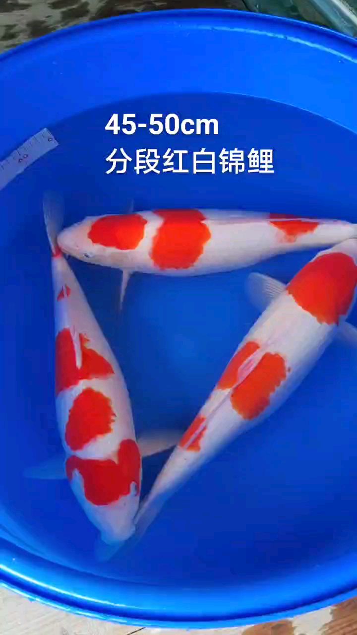 分段红白锦鲤,颜色艳丽
