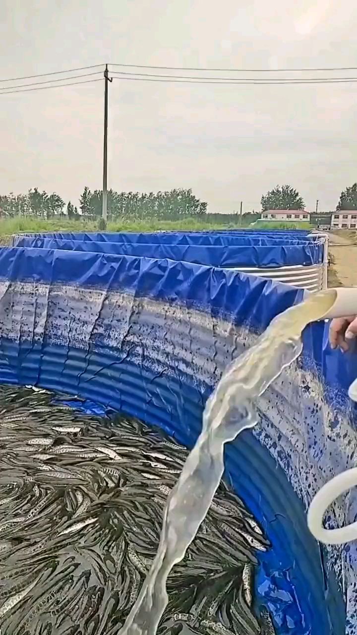 黑鱼养殖采用镀锌板帆布水池密度高,易管理,换水更方便,#帆布水池#