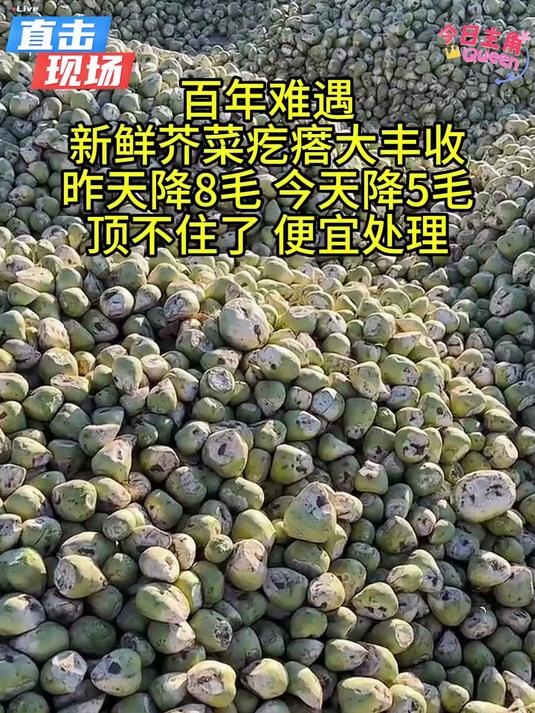 新鲜现拔辣疙瘩自己可以动手做芥菜丝脆脆爽爽好吃实惠!