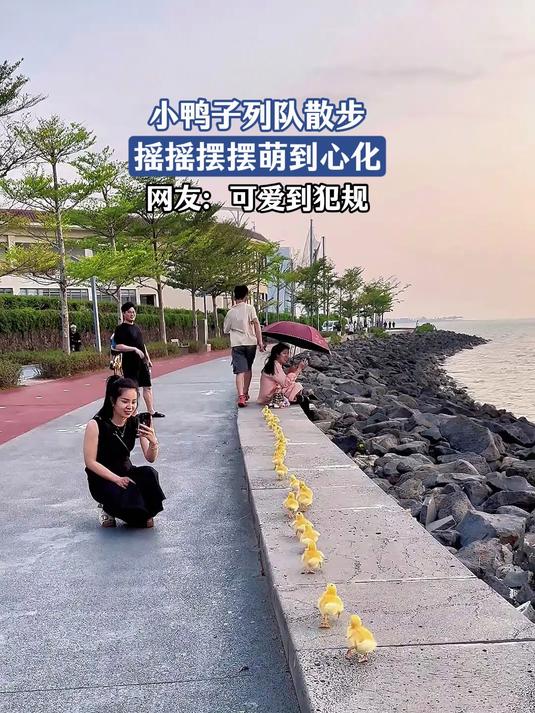 小鸭子列队散步,摇摇摆摆萌到心化,网友:可爱到犯规 #花满春城我代言#