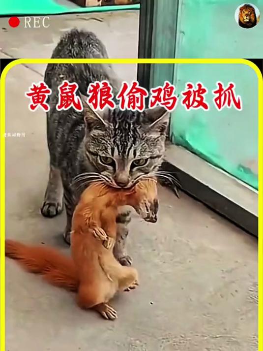 黄鼠狼大白天去偷鸡,不料被鸡主人发现强行赶走,黄鼠狼非常不服