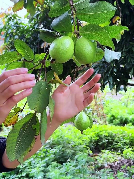 芭乐也叫番石榴、鸡屎果,一种可以拿来泡茶的水果