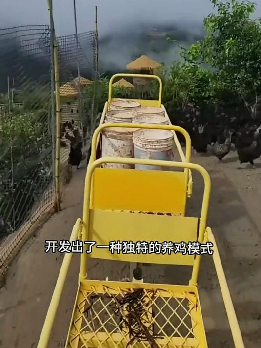 独特的山地养鸡,利用一条单轨喂养整个鸡场