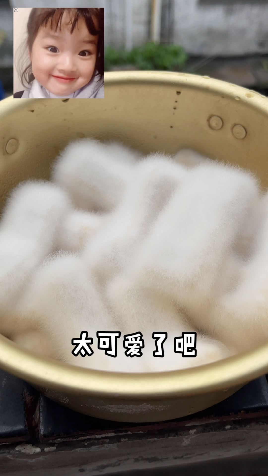 白毛豆腐,这也太可爱了吧