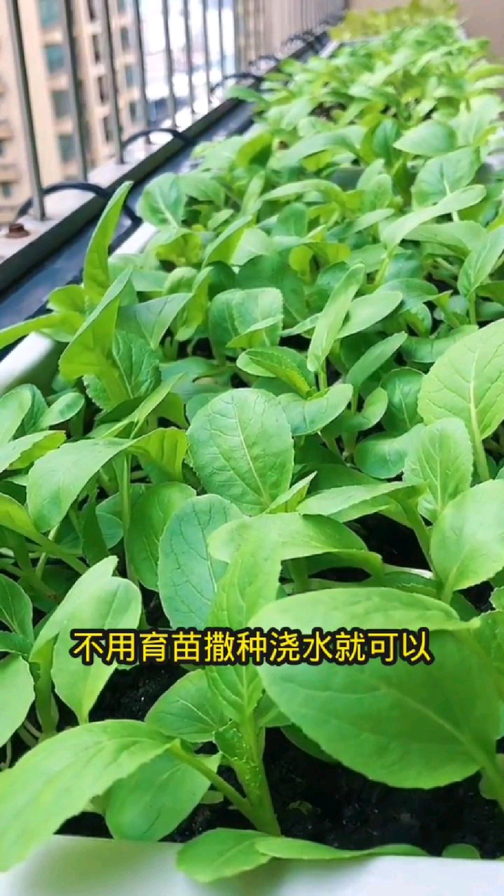 鸡毛菜种植简单收成快,不挑环境不挑土,阳台花盆也能种植