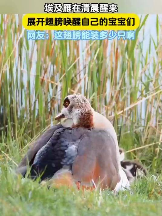 埃及雁在清晨醒来,展开翅膀唤醒自己的宝宝们,网友:这翅膀能装多少只啊