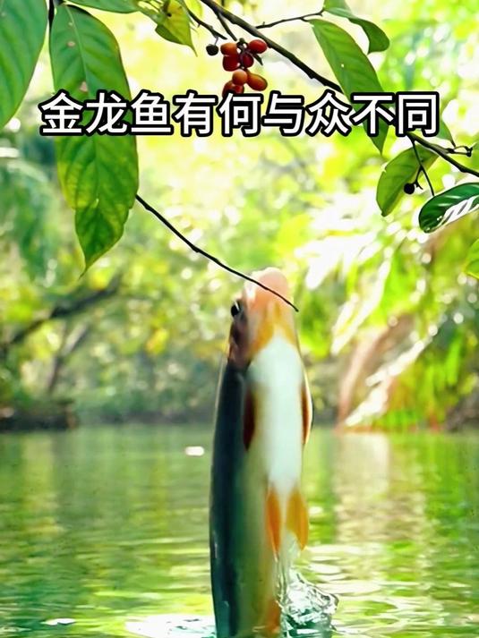 金龙鱼有何与众不同