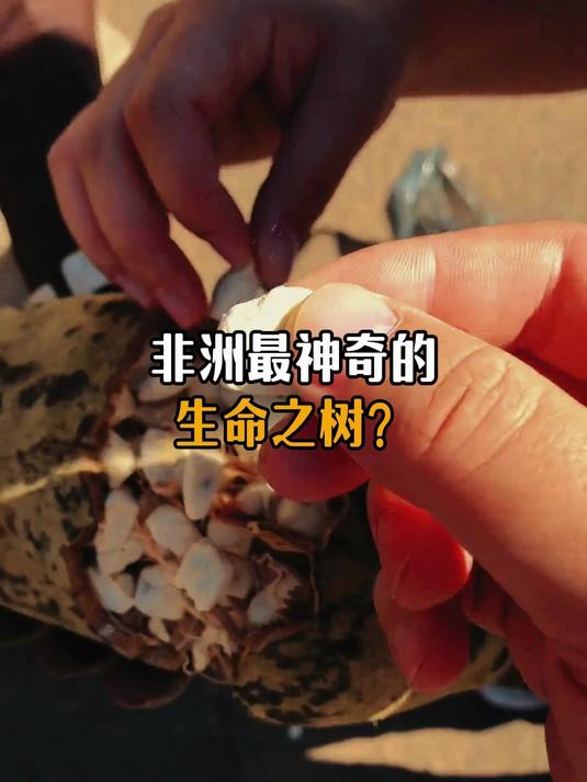 非洲最神奇的生命之树-猴面包树