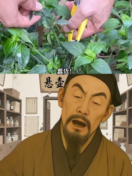 别名听着像骂人，其实是村里人每年三伏天抢着找的宝贝！