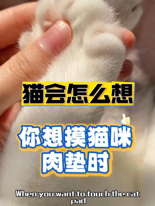 500万养猫人看过我的养猫知识视频lucky猫咪肉垫的秘密还不知道?