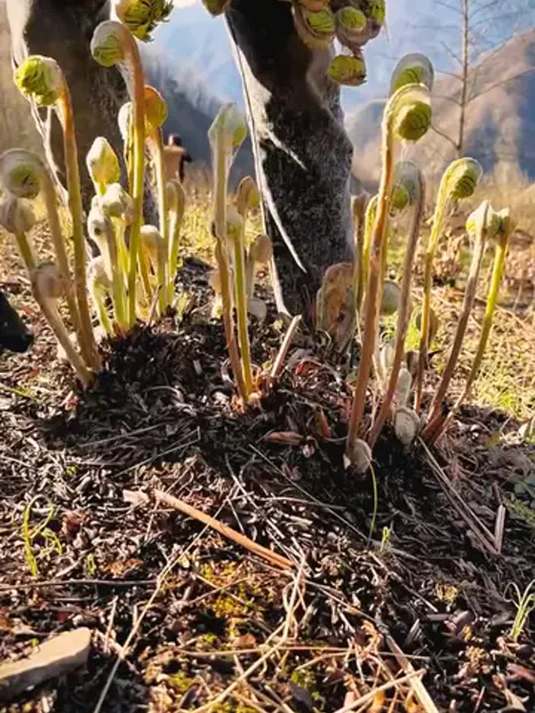 蕨菜种植超简单:一茬接一茬,营养口感佳还好种