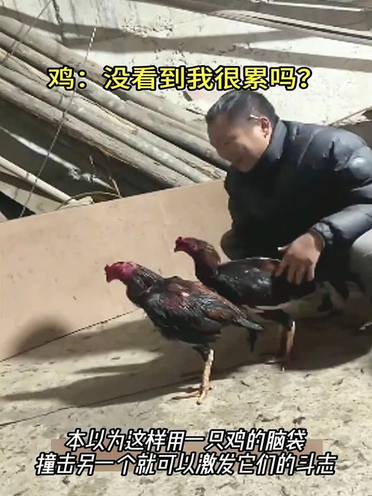 斗鸡：打不动了，炖了我吧！