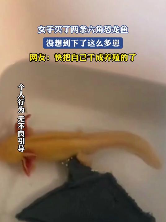 女子买了两条六角恐龙鱼下了很多多崽,快把自己干成养殖的了
