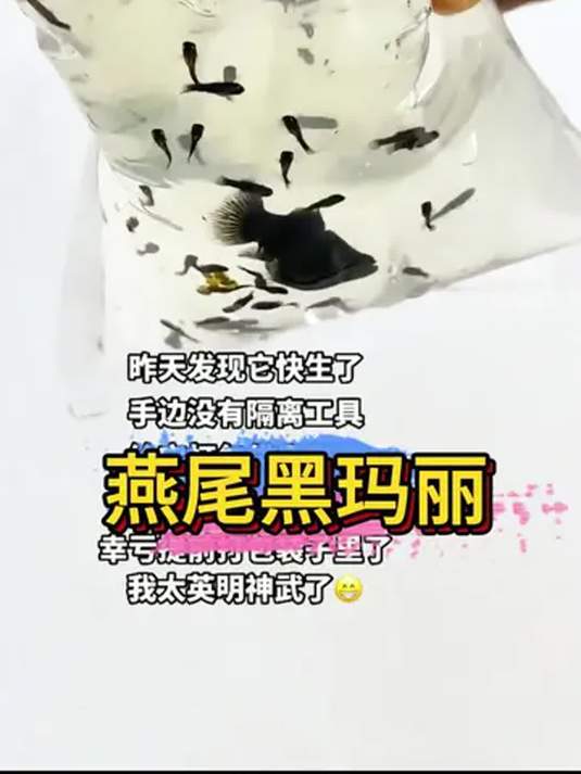 燕尾黑玛丽繁殖力超强,买鱼变卖鱼,你能想到?