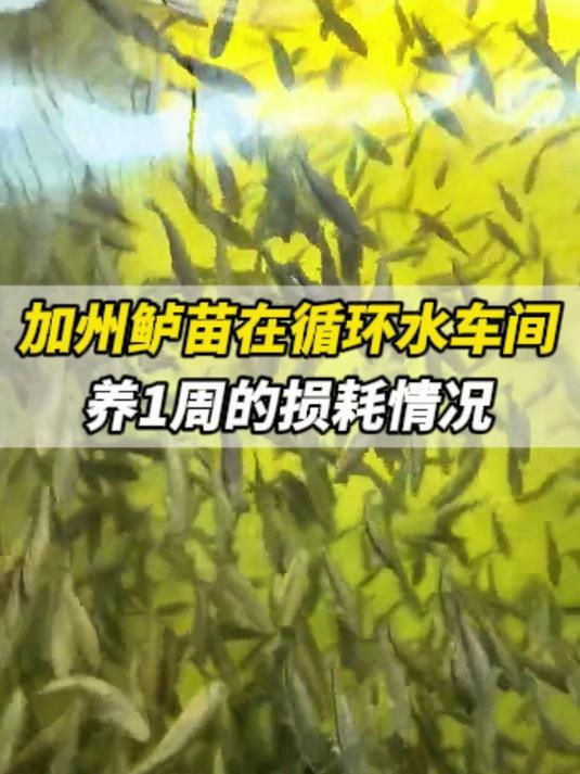 鱼儿乐工厂化养殖日志4｜加州鲈苗在循环水车间养1周的损耗情况