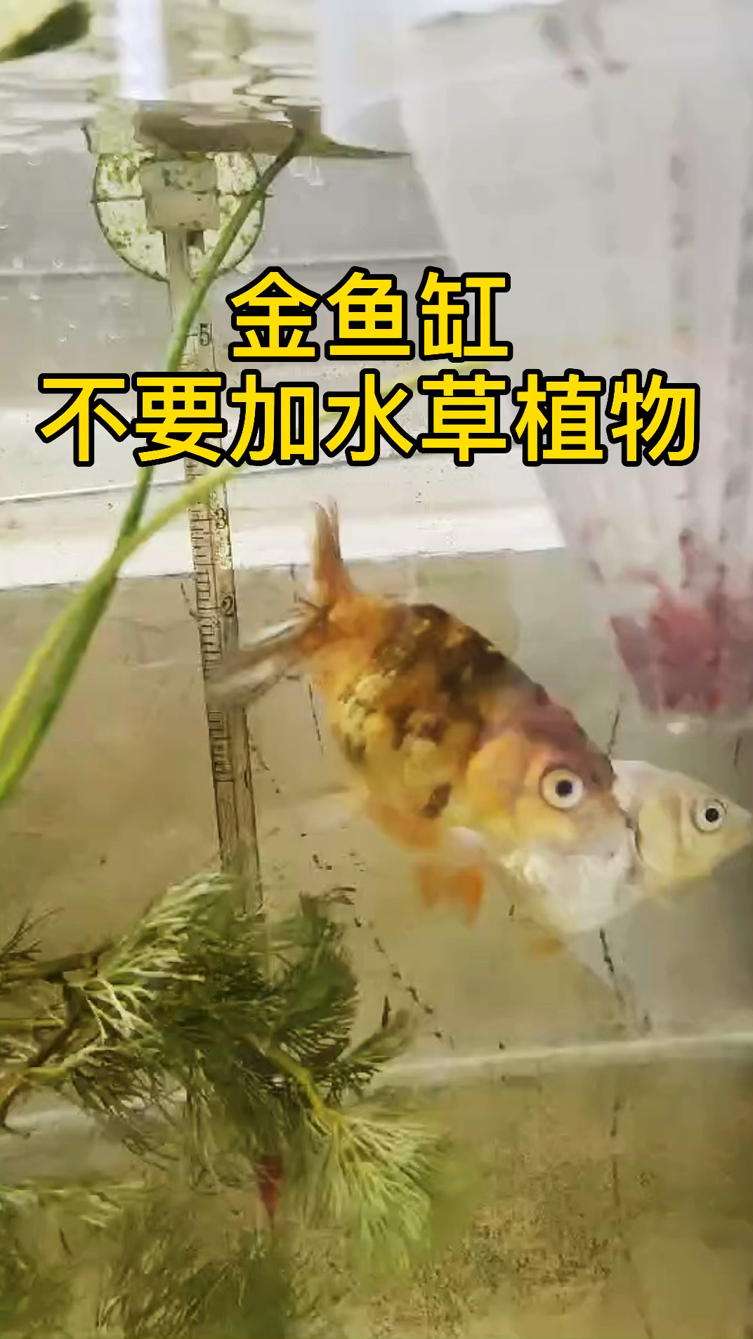 金鱼缸尽量裸缸养,不要加水草植物