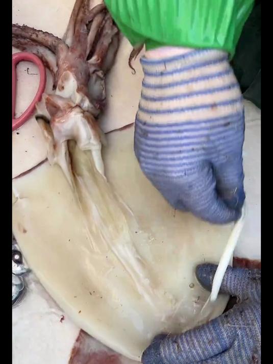 鱿鱼这么清理