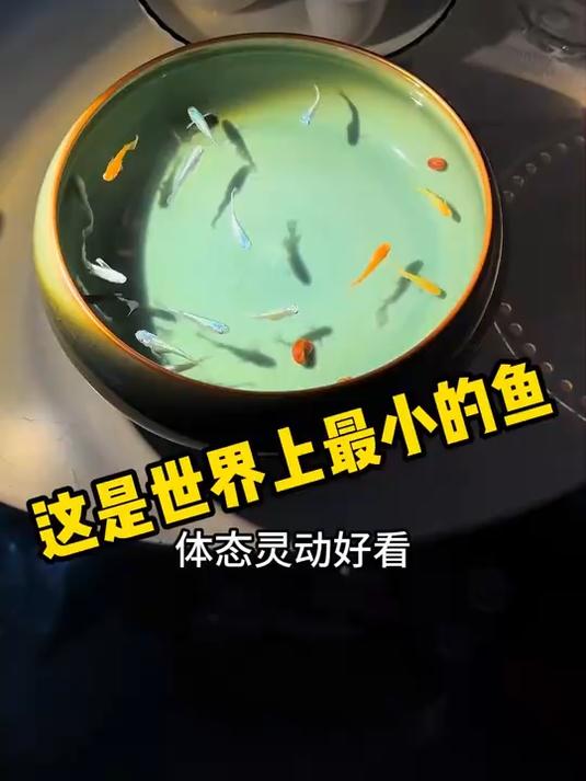这是世界上最小的鱼