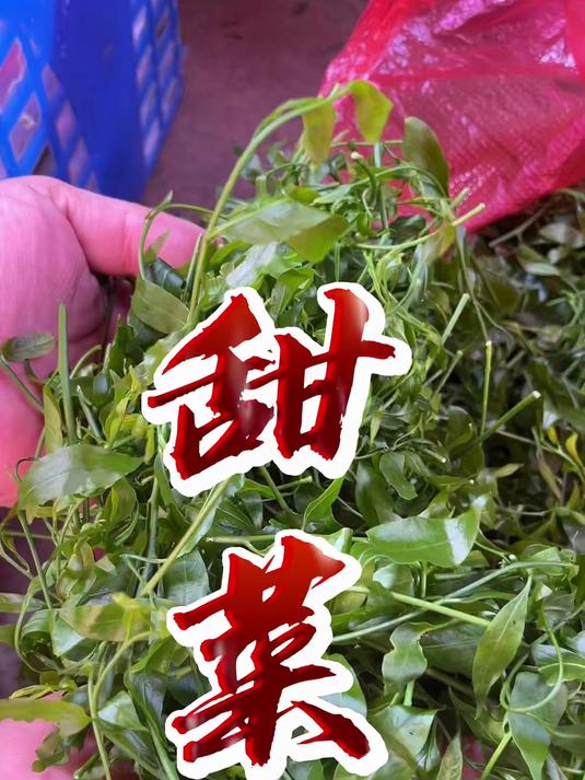 最贵最甜的野菜——甜菜，比牛肉还贵，但绝对物超所值！