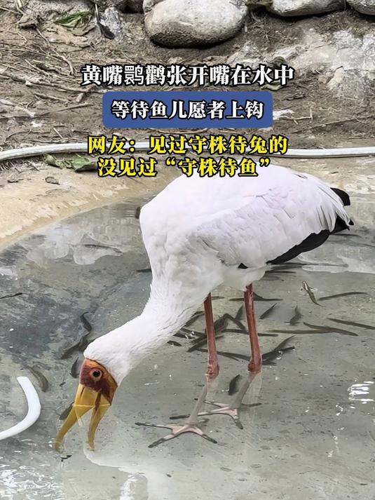 黄嘴鹮鹳张开嘴在水中,等待鱼儿愿者上钩