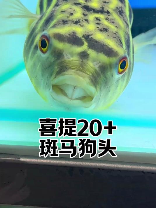 放假第一天就获得了一只超大的斑马狗头