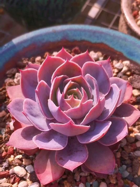 多肉Pinky,之前砍了想让它变群生,结果没成功!