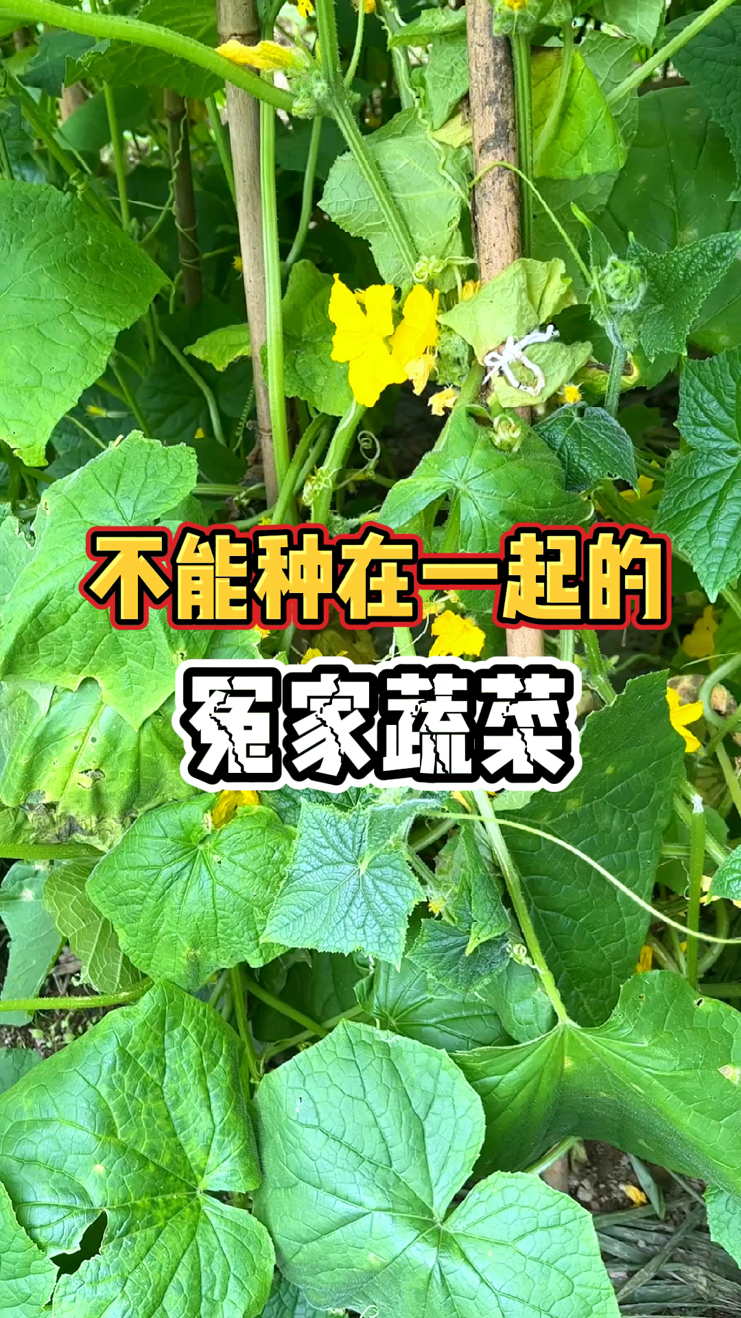 不能种在一起的蔬菜有哪些
