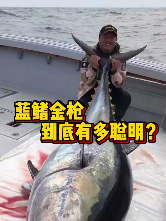 蓝鳍金枪多聪明?钓蓝鳍金枪鱼最难的是什么?这个视频带你揭晓