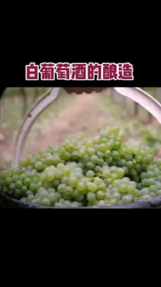 白葡萄酒的酿造和红葡萄酒唯一不同就是,先压榨后发酵先压榨出葡萄汁祛除葡萄皮籽发酵
