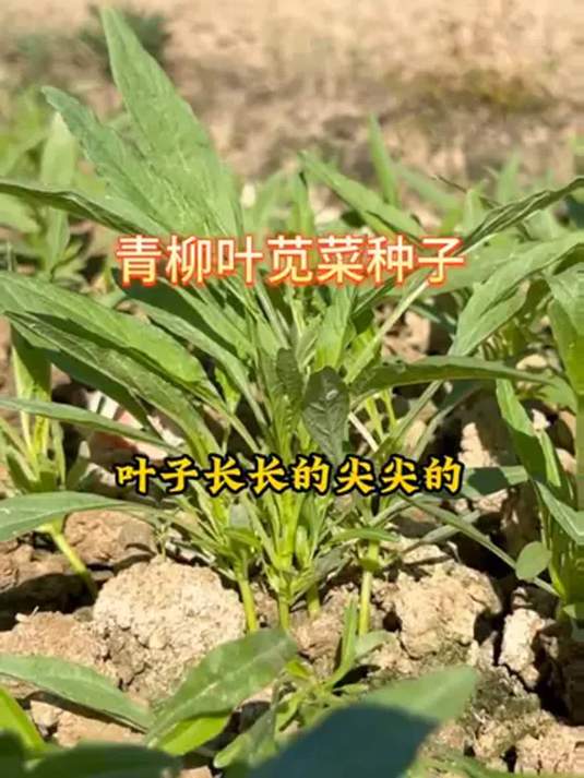 阳台小院种苋菜,轻松收获美味菜,你还等啥?