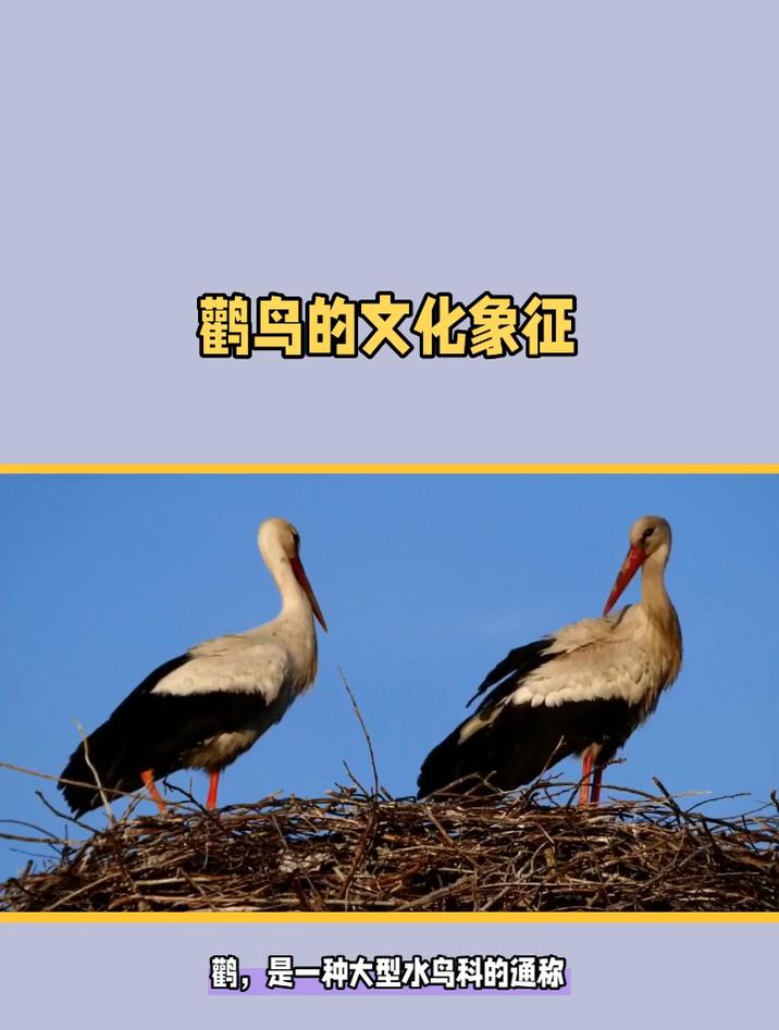 鹳怎么读