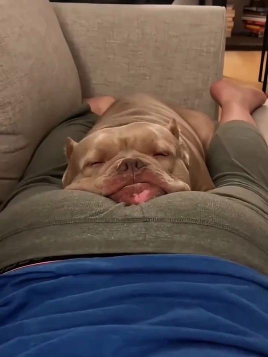 你敢相信这个呆萌的小家伙竟然是烈性犬！