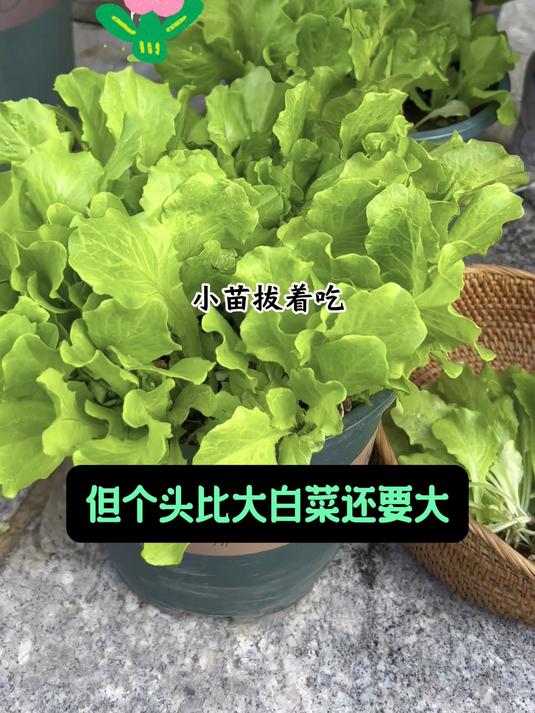 种下20天能摘外围叶,意大利生菜边吃边长,沙拉碗里自带清甜味