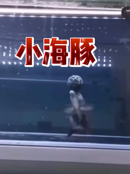 为什么小海豚能让人一见倾心