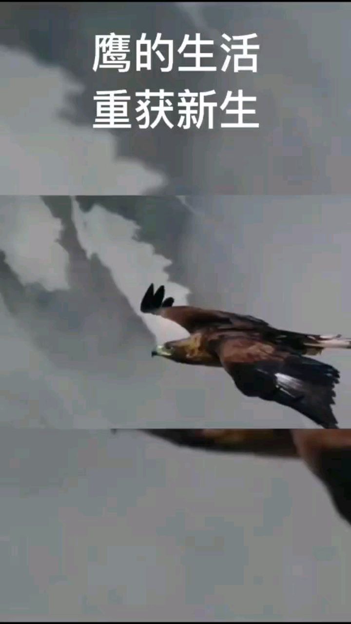 鹰必须经历的蜕变