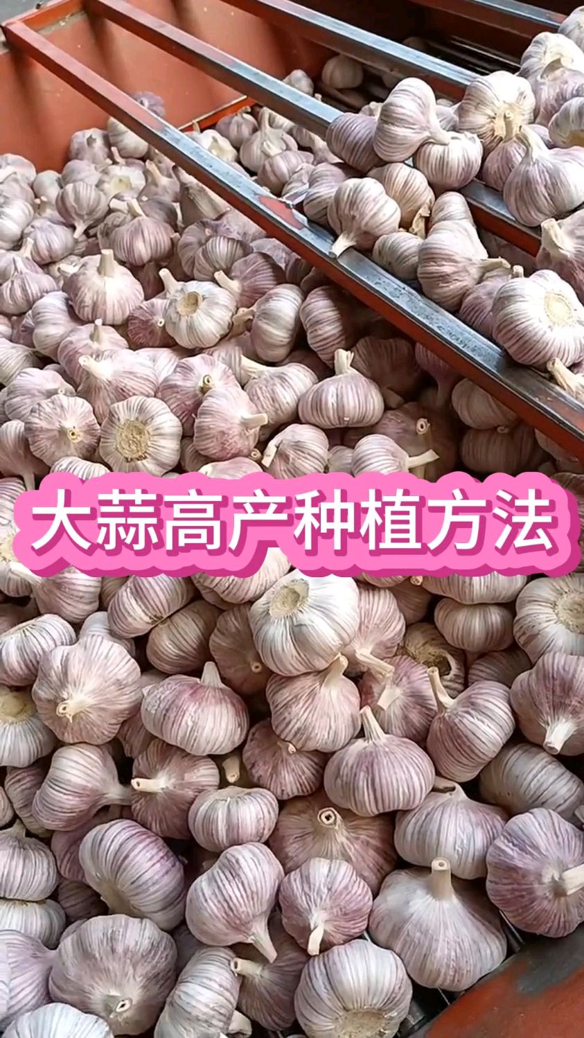 大蒜高产种植方法#农业种植 #种大蒜的正确方法 #大蒜种植