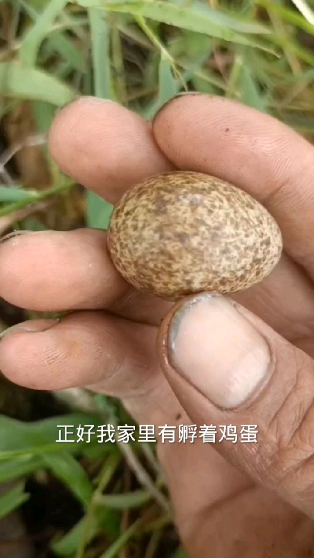 被红毛鸡吃掉一个蛋,红嘴蓝雀弃窝了