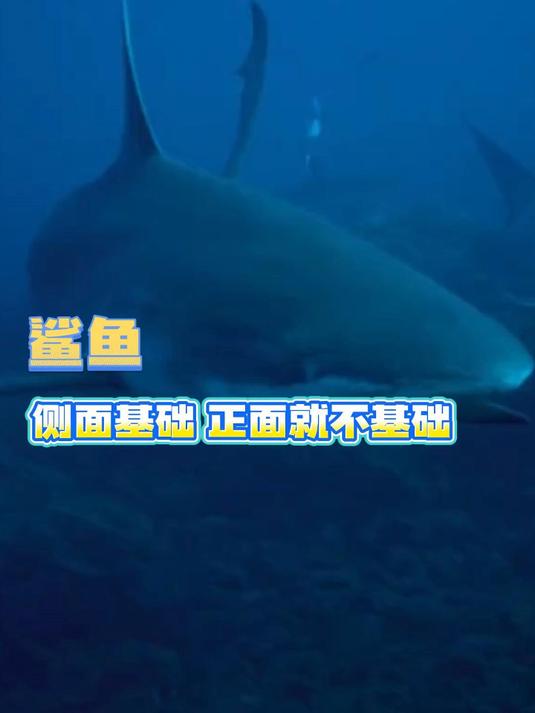鲨鱼的正脸居然长这样 鲨鱼 万万没想到 搞笑 震惊了